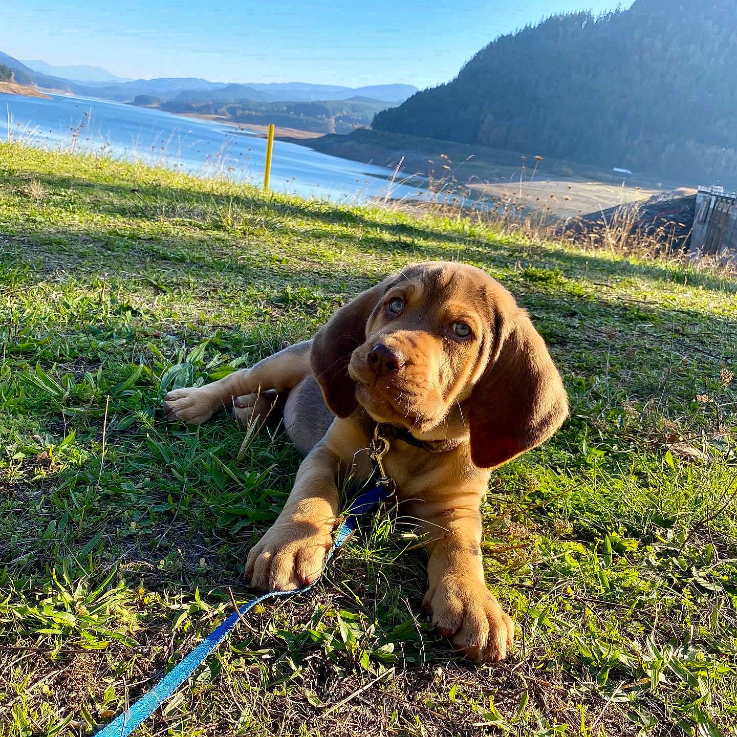 Duke joined the competition — help win amazing prizes! canidae, cape, carnivore, coast, coastal_and_oceanic_landforms, collar, companion_dog, dog, dog_breed, headland, hill, hunting_dog, leash, liver, mammal, pasture, pet_supply, snout, sporting_group, working_dog