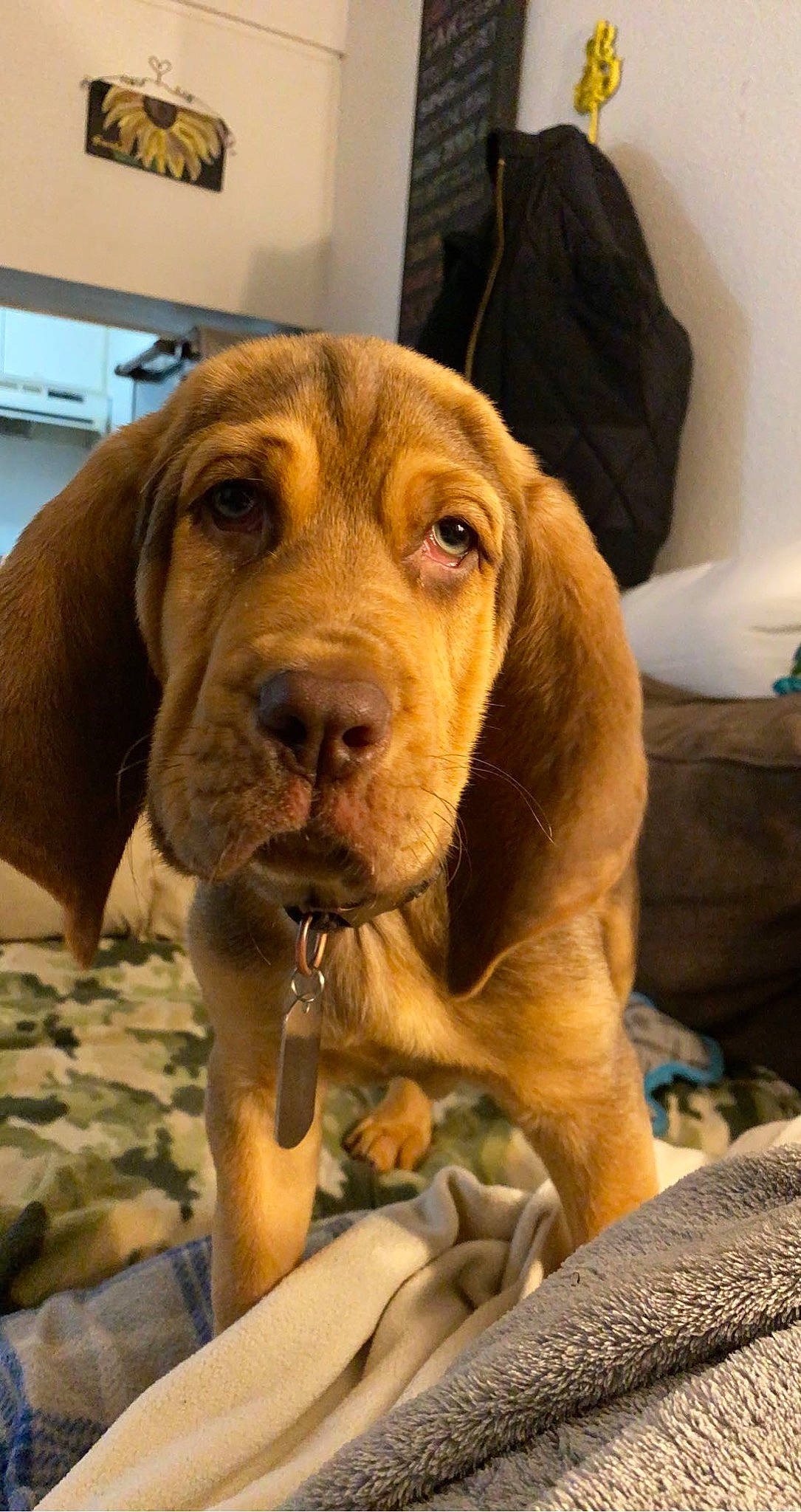 Duke joined the competition — help win amazing prizes! brown, canidae, carnivore, comfort, companion_dog, display_device, dog, dog_breed, fawn, hound, liver, pet_supply, picture_frame, snout, sporting_group, tan, vertebrate, vizsla, whiskers, working_animal