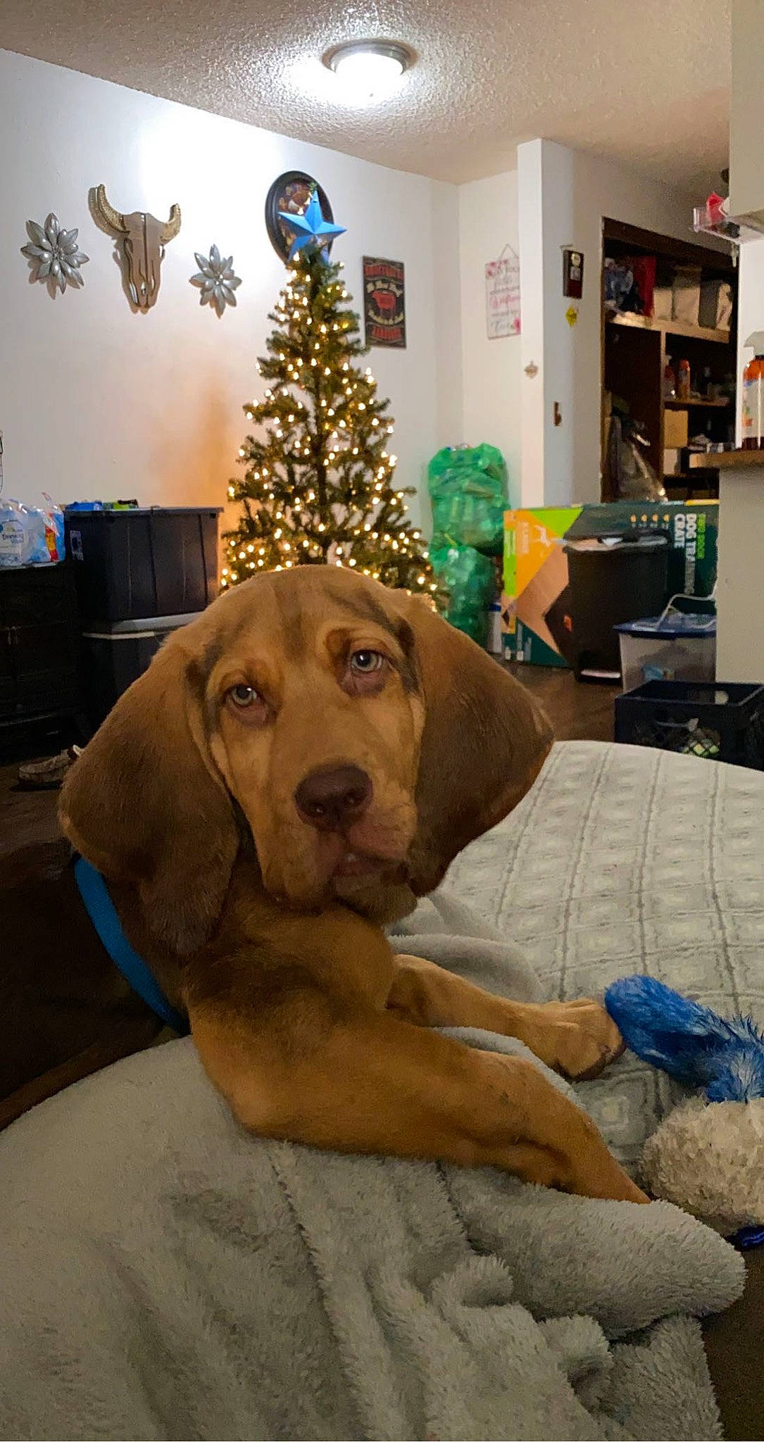 Duke is registered to the contest to win money with this photo: carnivore, christmas_decoration, christmas_ornament, christmas_tree, comfort, companion_dog, dog, dog_breed, holiday, holiday_ornament, home, interior_design, lighting, liver, ornament, room, shelf, sporting_group, vertebrate