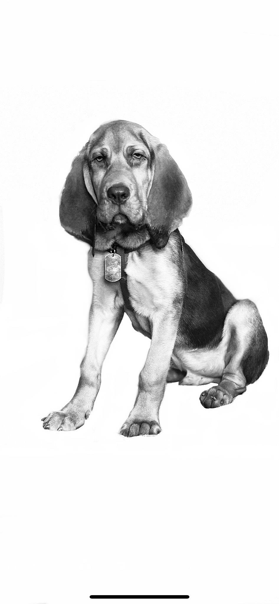 Duke joined the competition — help win amazing prizes! canidae, carnivore, collar, companion_dog, dog, dog_breed, dog_collar, drawing, foot, hound, liver, painting, scent_hound, snout, sporting_group, style, tail, terrestrial_animal, working_animal, working_dog