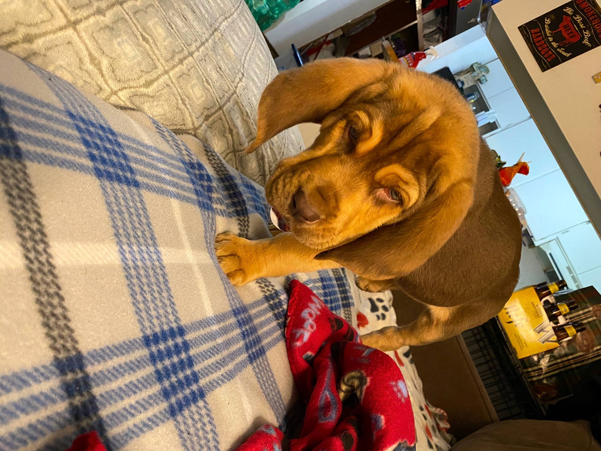 Duke joined the competition — help win amazing prizes! canidae, carnivore, companion_dog, dachshund, design, dog, dog_breed, pattern, plaid, puppy, puppy_love, snout, sporting_group, vizsla