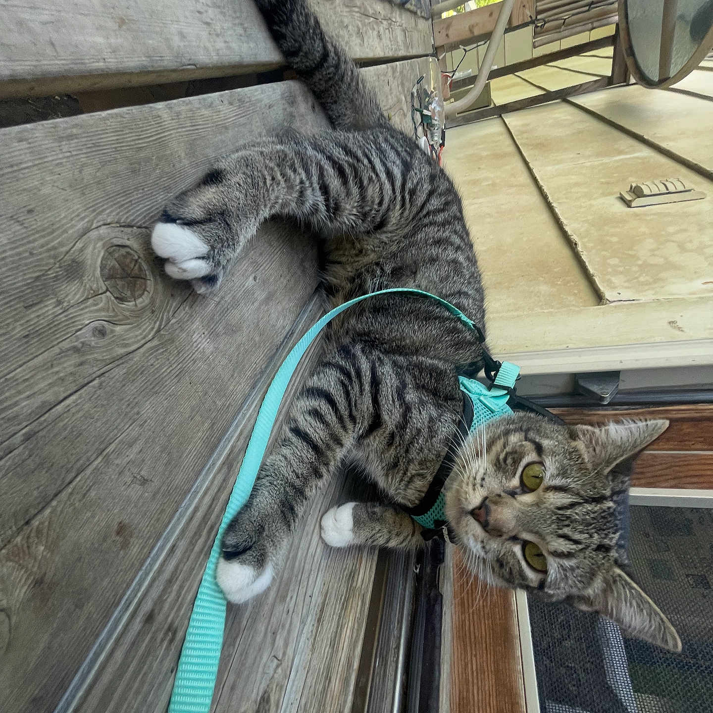 Mitch is registered to the contest to win money with this photo: animal, cat, chair, closeup, curious, domestic_cat, door, feline, harness, leash, outdoor, pet, planks, porch, resting, striped, tabby_cat, whiskers, wood, yellow_eyes