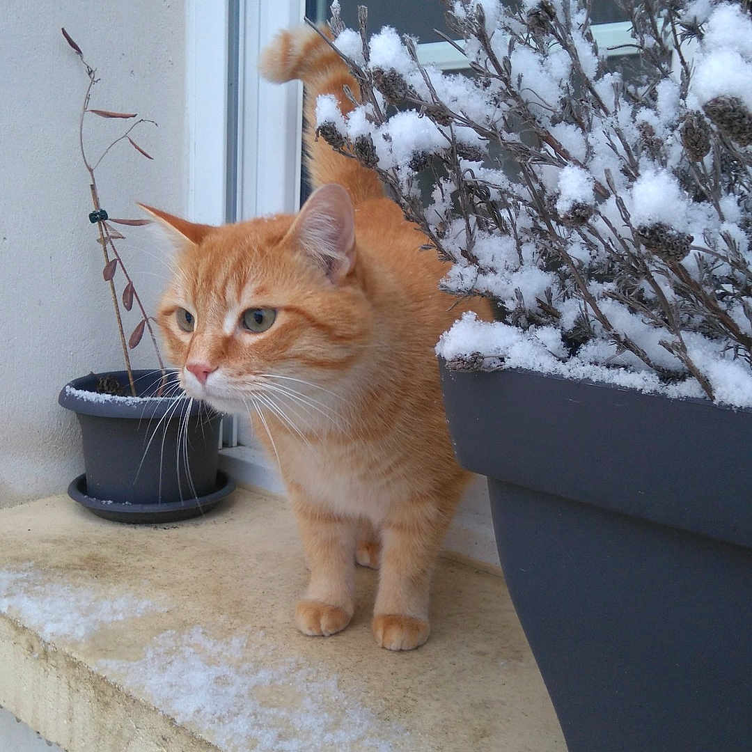 Izou a rejoint le concours — aidez-le/la à gagner de superbes lots ! aegean_cat, carnivoran, cat, cat_like_mammal, domestic_short_haired_cat, fur, kitten, small_to_medium_sized_cats, snow, tabby_cat, whiskers, window, winter, wood