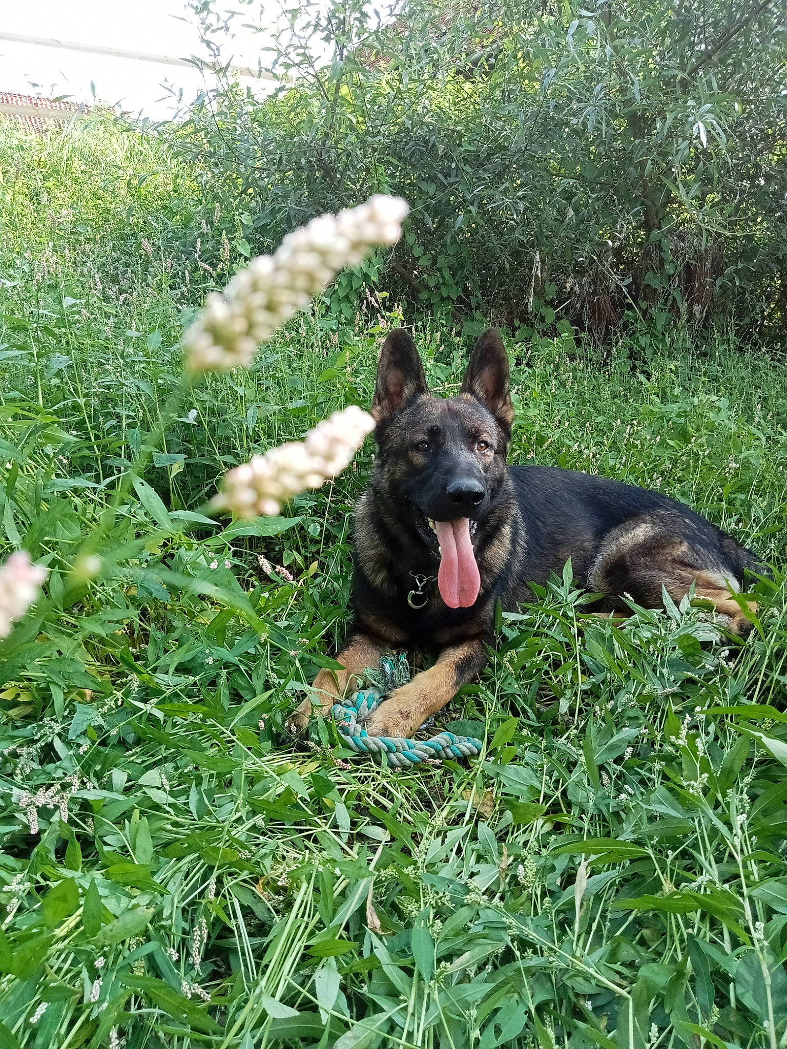 Thanos a rejoint le concours — aidez-le/la à gagner de superbes lots ! canidae, carnivore, dog, dog_breed, east_european_shepherd, german_shepherd_dog, grass, grassland, groundcover, guard_dog, herbaceous_plant, herding_dog, mammal, old_german_shepherd_dog, plant, snout, sporting_group, vertebrate, working_animal, working_dog