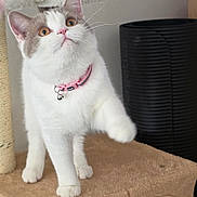 Mila participe au concours pour gagner de l'argent avec cette photo : animal, bell, cat, cat_tree, cute, fluffy, gray_patches, home, indoor, kitten, pet, pink_collar, pink_nose, portrait, raised_paw, scratching_post, standing, whiskers, white_fur, wide_eyes