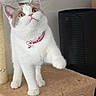 animal, bell, cat, cat_tree, cute, fluffy, gray_patches, home, indoor, kitten, pet, pink_collar, pink_nose, portrait, raised_paw, scratching_post, standing, whiskers, white_fur, wide_eyes
