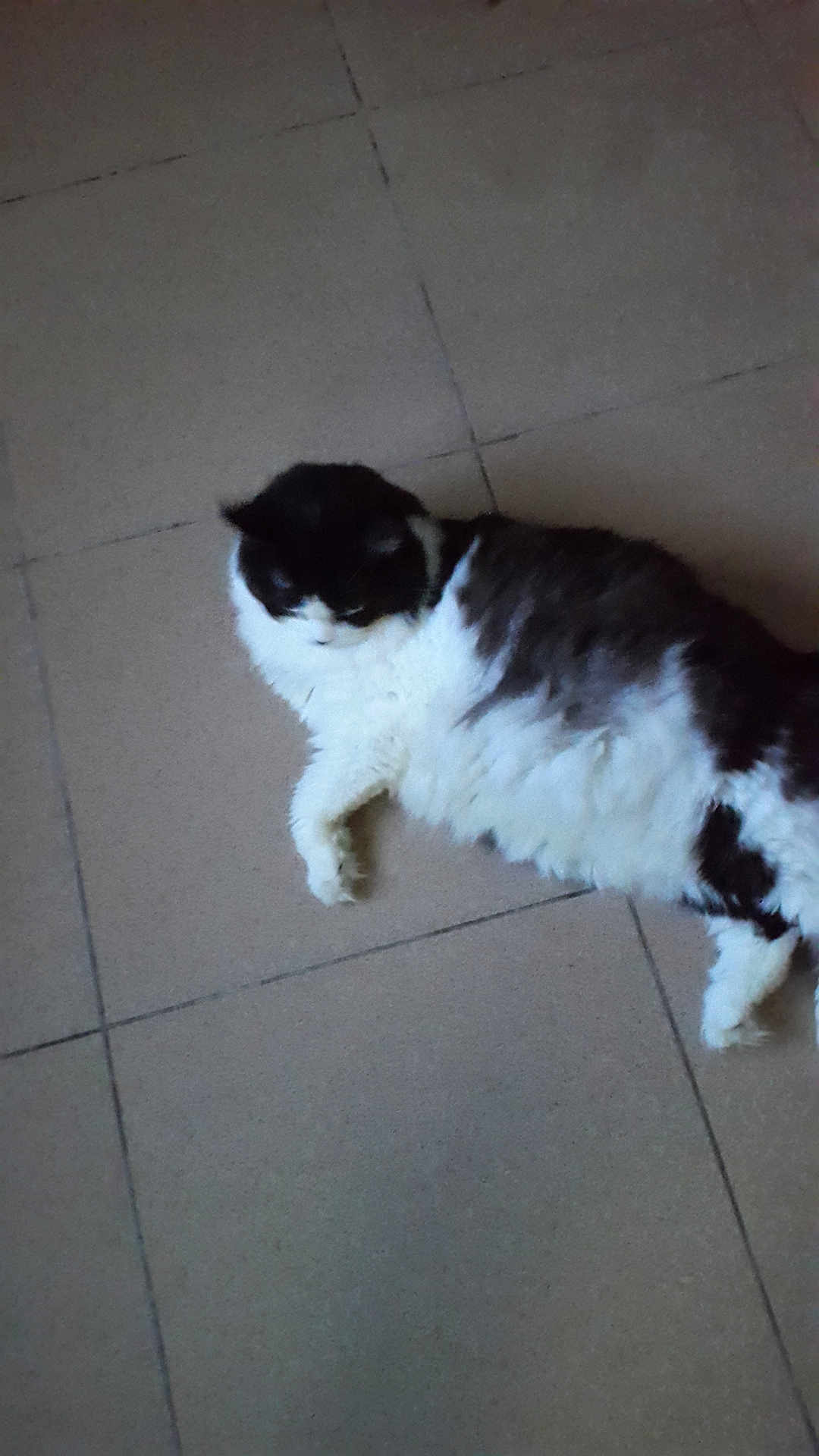 Lola
