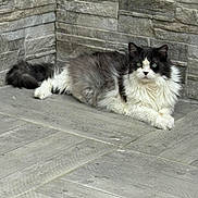 Lola a rejoint le concours — aidez-le/la à gagner de superbes lots ! animal, black_and_white, cat, domestic_cat, ears, floor, fluffy, fur, indoor, looking_at_camera, lying_down, mammal, pet, quiet, relaxed, resting, stone_wall, tail, tile_floor, whiskers