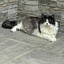animal, black_and_white, cat, domestic_cat, ears, floor, fluffy, fur, indoor, looking_at_camera, lying_down, mammal, pet, quiet, relaxed, resting, stone_wall, tail, tile_floor, whiskers