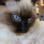 Umiko a rejoint le concours — aidez-le/la à gagner de superbes lots ! animal, blue_eyes, cat, close_up, cute, domestic_animal, ear, face, feline, fluffy, fur, home, indoor, pet, portrait, relaxed, resting, soft_light, whiskers, wooden_background