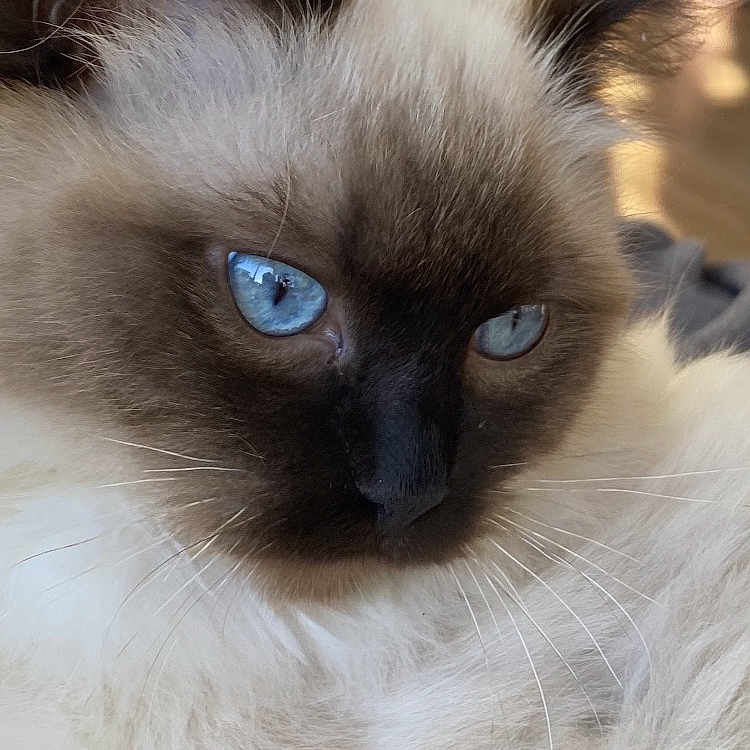 Umiko a rejoint le concours — aidez-le/la à gagner de superbes lots ! animal, blue_eyes, cat, close_up, cute, domestic_animal, ear, face, feline, fluffy, fur, home, indoor, pet, portrait, relaxed, resting, soft_light, whiskers, wooden_background
