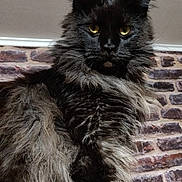 Milton participe au concours pour gagner de l'argent avec cette photo : alert, animal, black_cat, brick_wall, cat, close_up, cute, domestic_animal, feline, fluffy_fur, fur_texture, indoor, long_ears, looking, mammal, pet, portrait, sitting, whiskers, yellow_eyes