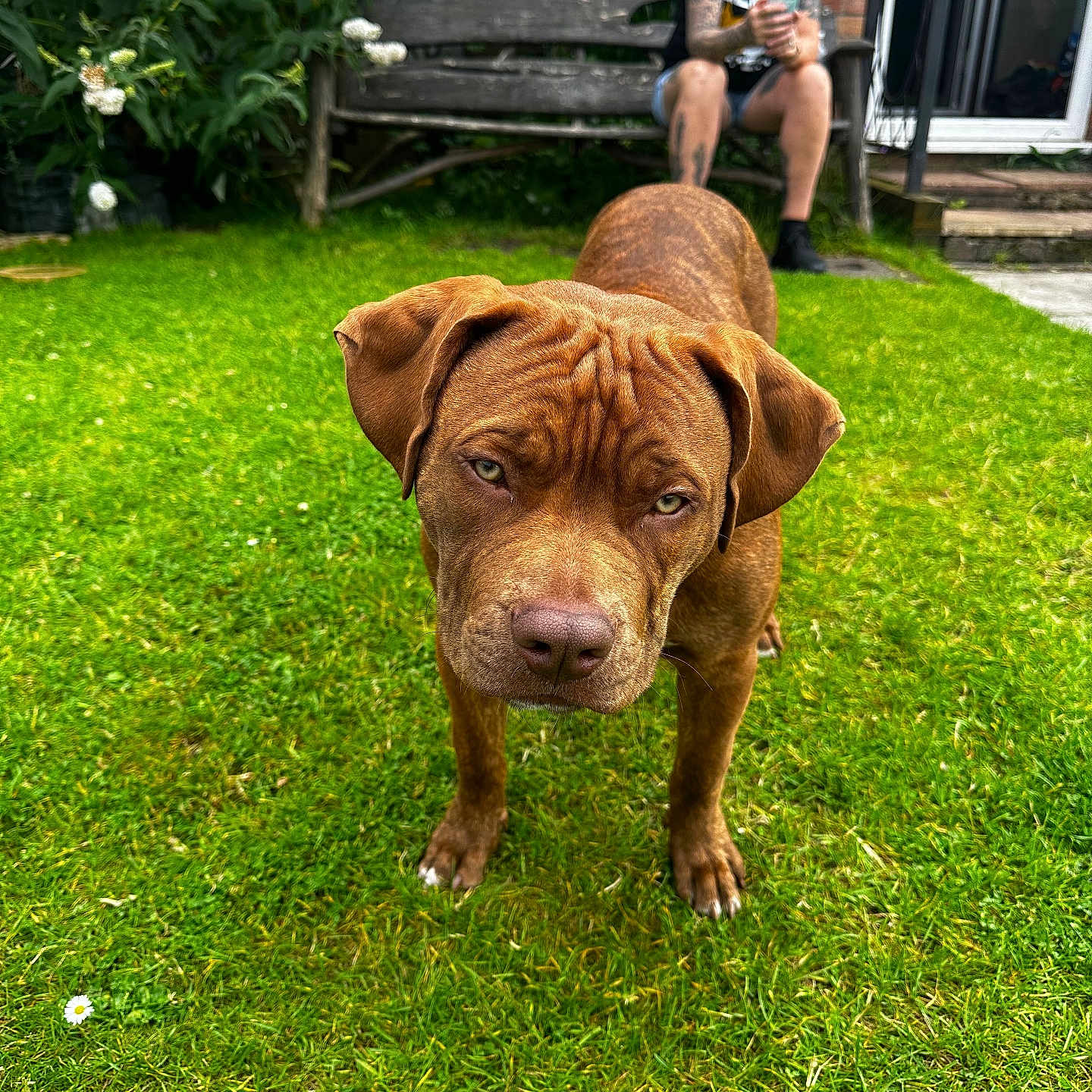 Boston joined the competition — help win amazing prizes! adult, animal, backyard, bench, canine, face, furniture, grass, head, lawn, male, man, nature, outdoors, park, person, photography, plant, portrait, yard