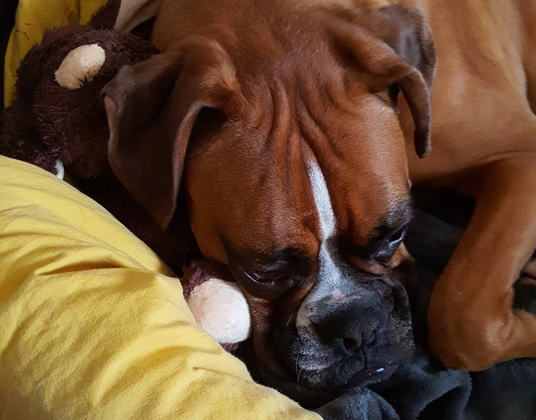 Molkie a rejoint le concours — aidez-le/la à gagner de superbes lots ! biting, bored, boxer, canidae, carnivore, comfort, companion_dog, dog, dog_breed, dog_supply, ear, fawn, liver, molosser, snout, sporting_group, whiskers, working_animal, working_dog, wrinkle