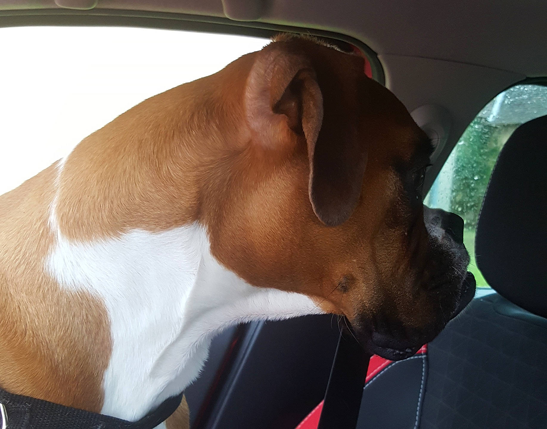 Molkie participe au concours pour gagner de l'argent avec cette photo : canidae, carnivore, collar, comfort, companion_dog, dog, dog_breed, dog_collar, ear, fawn, liver, non_sporting_group, pet_supply, snout, sporting_group, terrestrial_animal, whiskers, working_animal