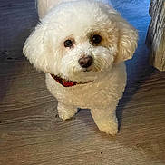 Chloe Elizabeth is registered to the contest to win money with this photo: adorable, animal, canine, collar, companion, curious, curly_fur, cute, dog, domestic_animal, friendly, fur, house_pet, indoor, looking_up, pet, small_dog, standing, white_dog, wooden_floor