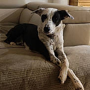 Apple participe au concours pour gagner de l'argent avec cette photo : dog, black_and_white, couch, living_room, plant, wooden_floor, furniture, pet, indoors, crossed_paws, collar, relaxed, canine, domestic_animal, home_decor, lamp, shadow, wood, comfort, resting