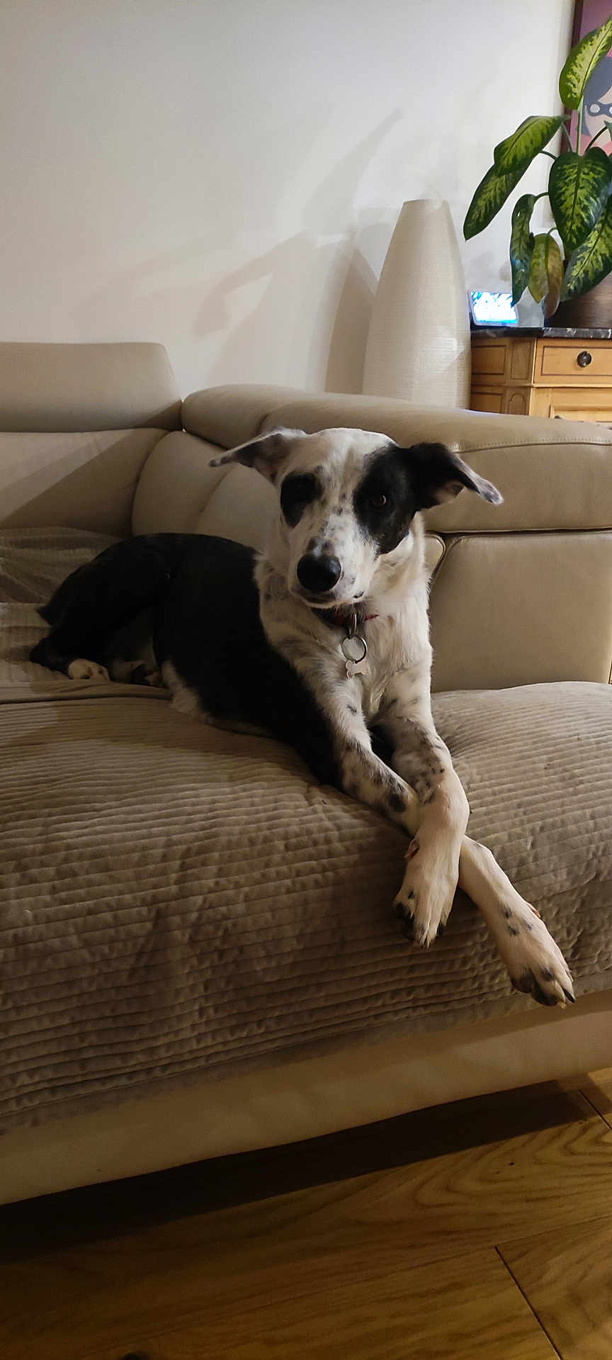 Apple participe au concours pour gagner de l'argent avec cette photo : dog, black_and_white, couch, living_room, plant, wooden_floor, furniture, pet, indoors, crossed_paws, collar, relaxed, canine, domestic_animal, home_decor, lamp, shadow, wood, comfort, resting