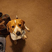 Hank is registered to the contest to win money with this photo: animal, boots, brown, canine, carpet, cozy, cute, dog, domestic_animal, ears, floor, fur, home, indoor, looking_up, paw, pet, slipper, tail, white