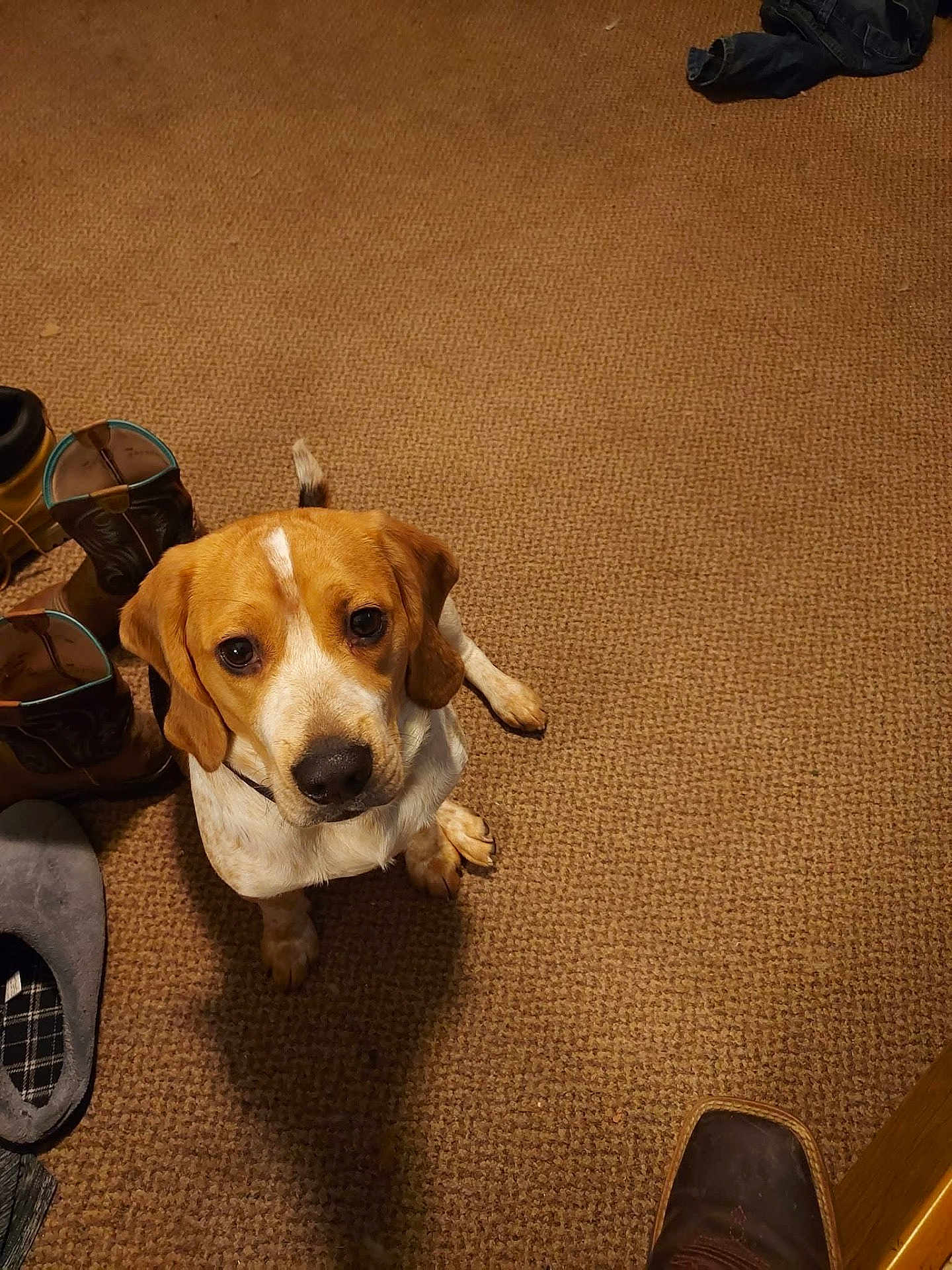 Hank is registered to the contest to win money with this photo: animal, boots, brown, canine, carpet, cozy, cute, dog, domestic_animal, ears, floor, fur, home, indoor, looking_up, paw, pet, slipper, tail, white