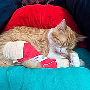 Whiskey Business joined the competition — help win amazing prizes! cat, ginger_cat, sleeping, sleepy, animal, pet, feline, indoor, couch, cushion, blanket, plush_toy, red, turquoise, cozy, relaxed, curled_up, whiskers, closed_eyes, portrait