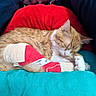 cat, ginger_cat, sleeping, sleepy, animal, pet, feline, indoor, couch, cushion, blanket, plush_toy, red, turquoise, cozy, relaxed, curled_up, whiskers, closed_eyes, portrait
