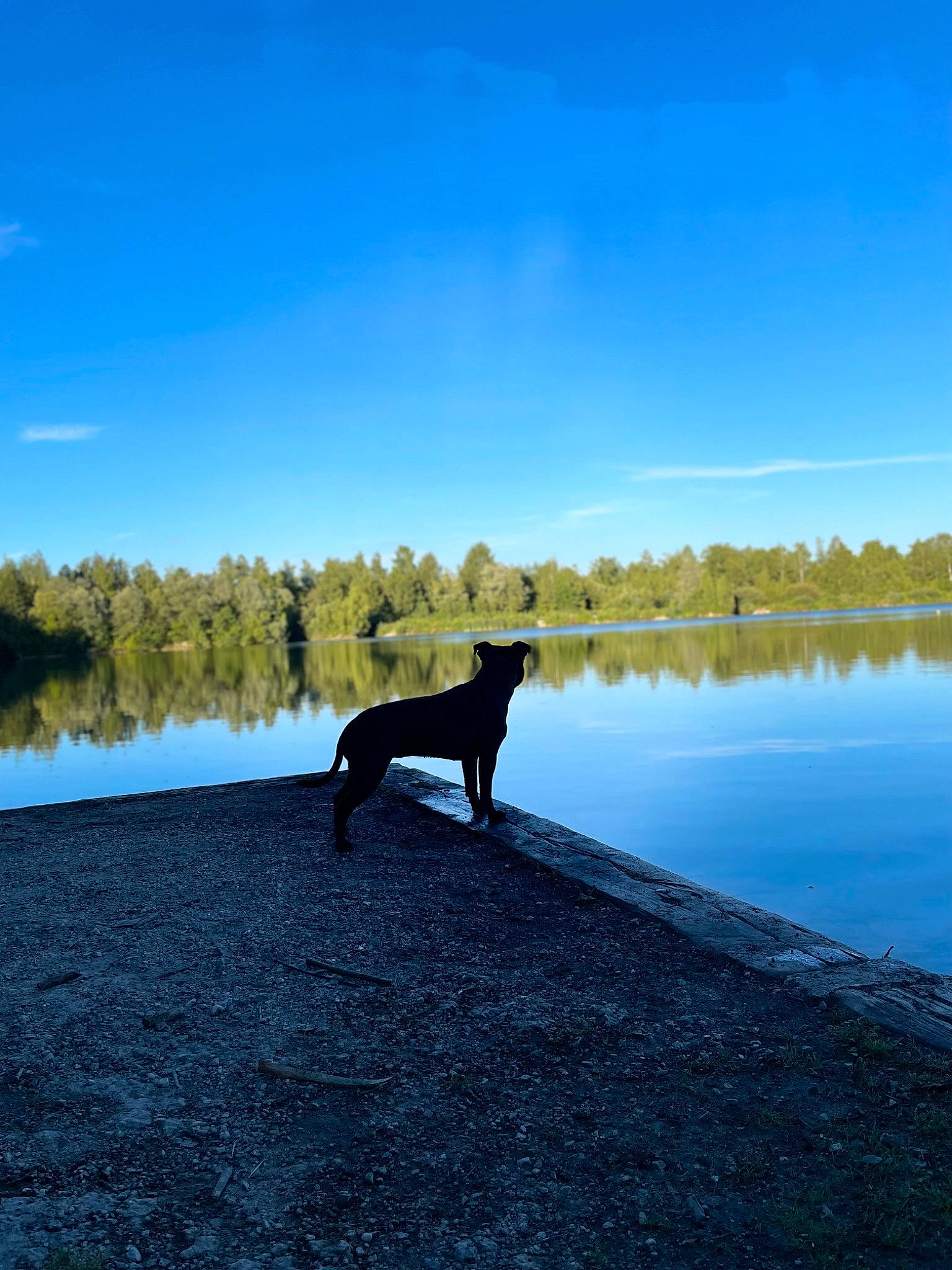 Snala a rejoint le concours — aidez-le/la à gagner de superbes lots ! canidae, carnivore, dog, dog_breed, fawn, grass, horizon, lake, landscape, leisure, natural_landscape, plant, sky, sporting_group, tail, tints_and_shades, tree, water, wood, working_animal