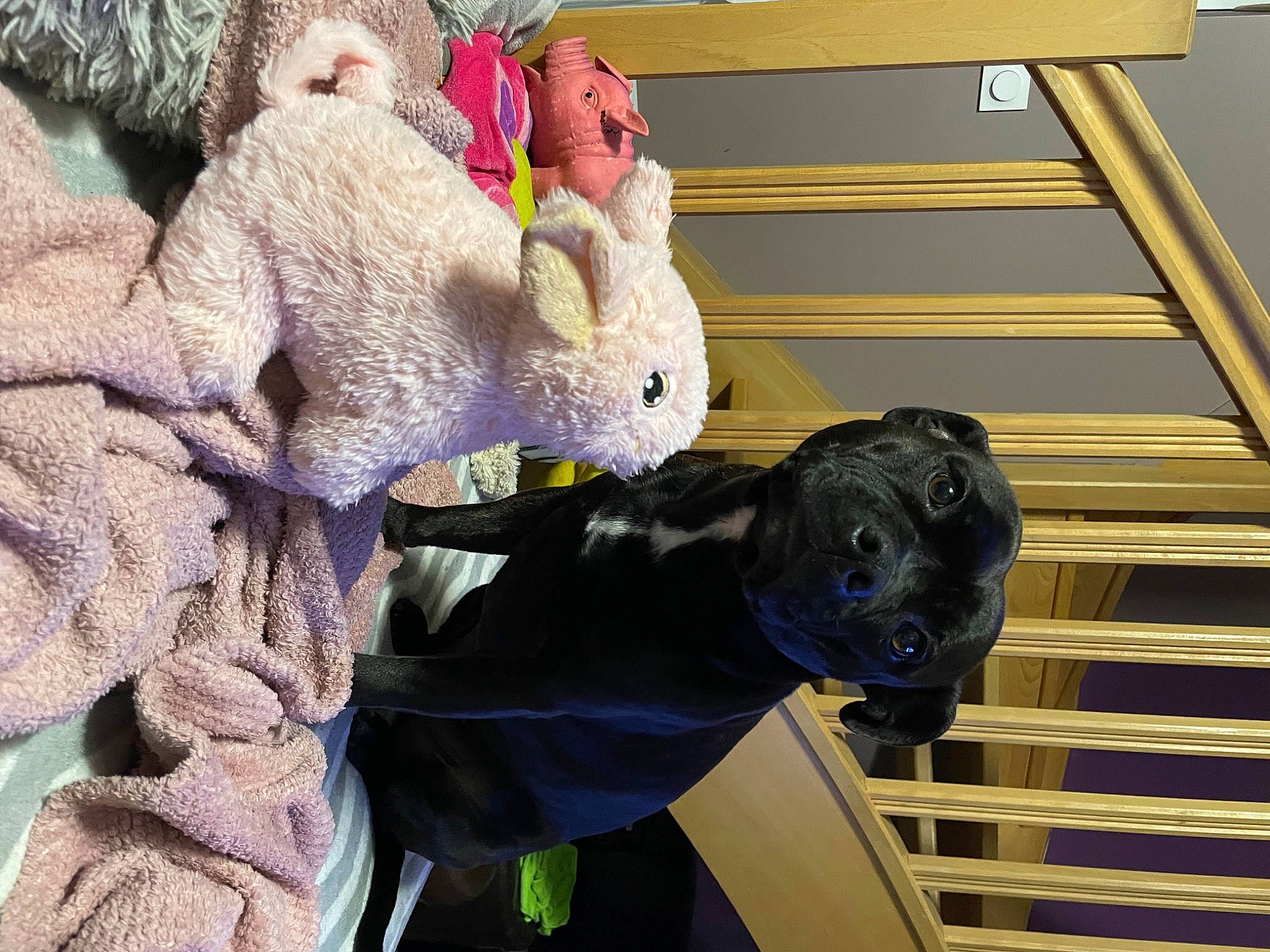 Snala a rejoint le concours — aidez-le/la à gagner de superbes lots ! canidae, carnivore, companion_dog, dog, dog_breed, fawn, fur, guard_dog, non_sporting_group, plant, plush, snout, sporting_group, stuffed_toy, toy, working_animal