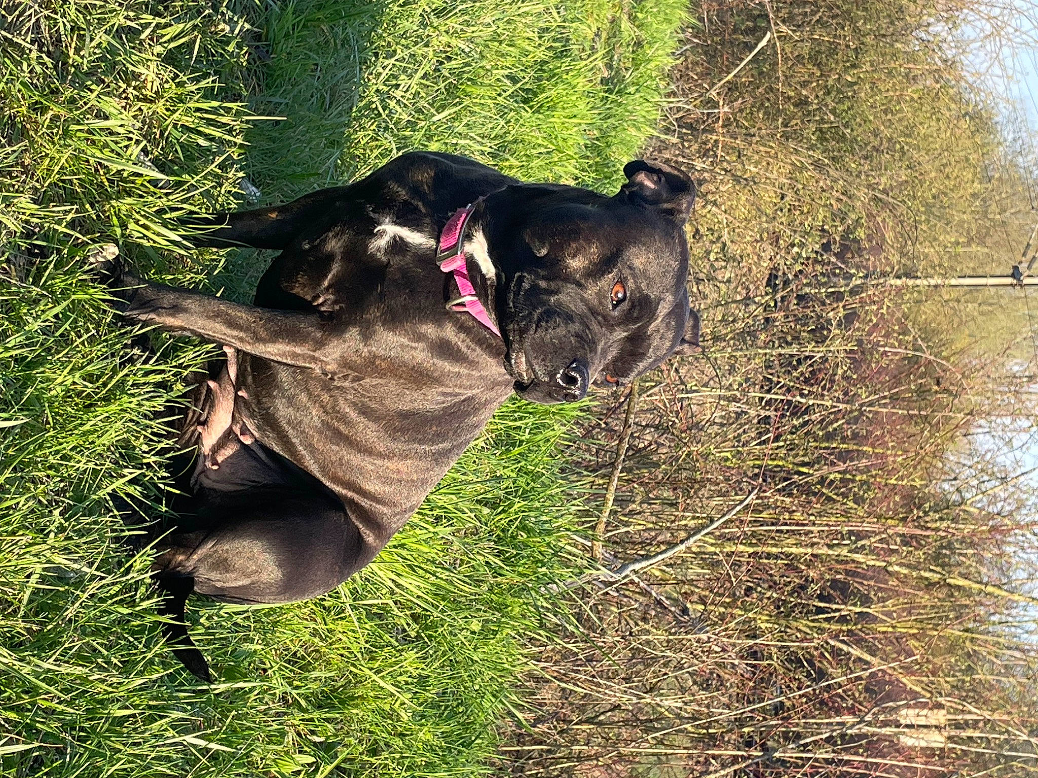 Snala a rejoint le concours — aidez-le/la à gagner de superbes lots ! canidae, carnivore, collar, dog, dog_breed, dog_collar, fawn, grass, leash, liver, pet_supply, plant, shrub, snout, sporting_group, tail, terrestrial_animal, tree, water, working_animal