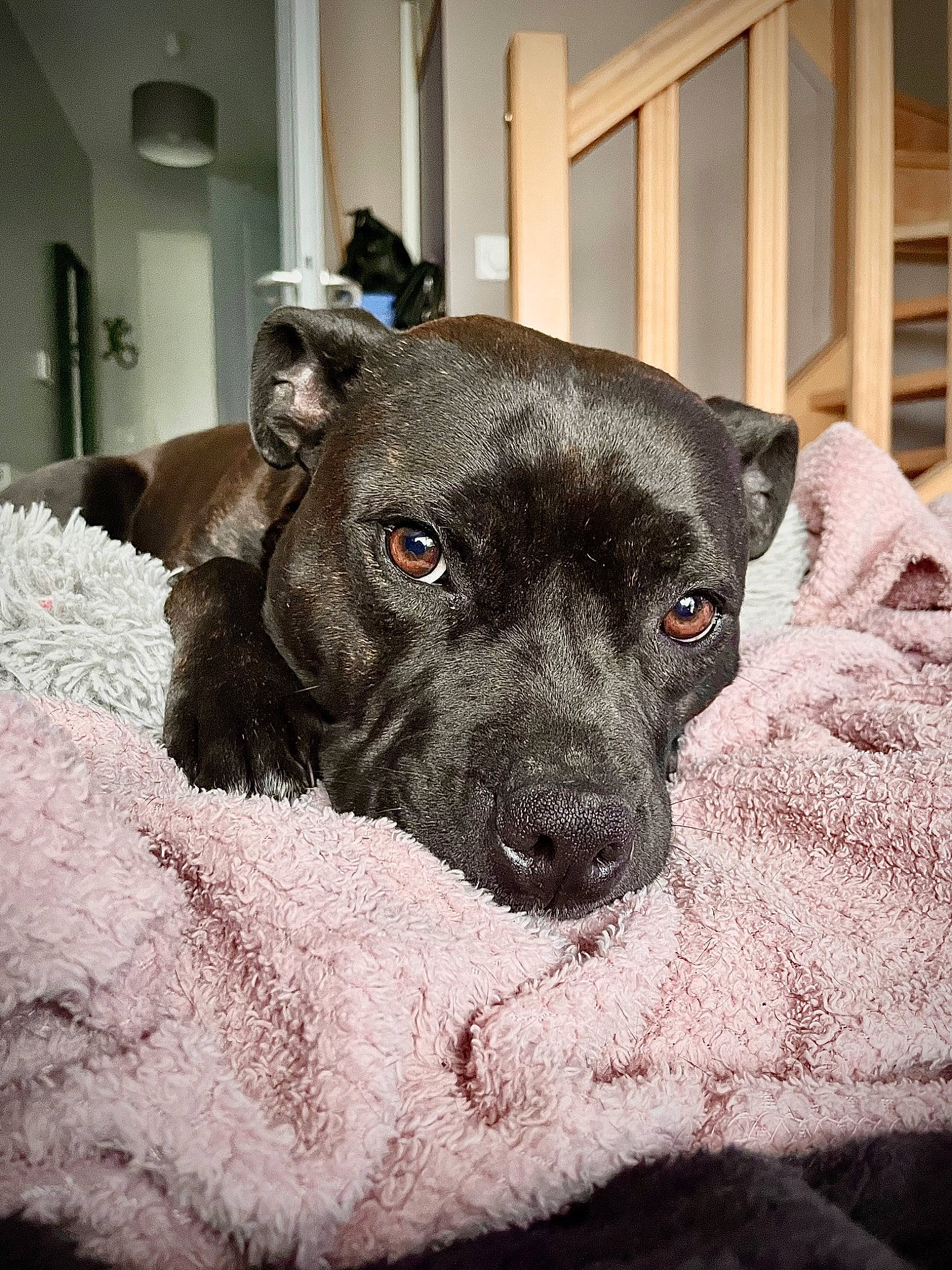 Snala a rejoint le concours — aidez-le/la à gagner de superbes lots ! borador, canidae, carnivore, comfort, companion_dog, dog, dog_breed, fawn, fur, guard_dog, monochrome_photography, non_sporting_group, puppy, snout, sporting_group, terrestrial_animal, whiskers, wood, working_animal