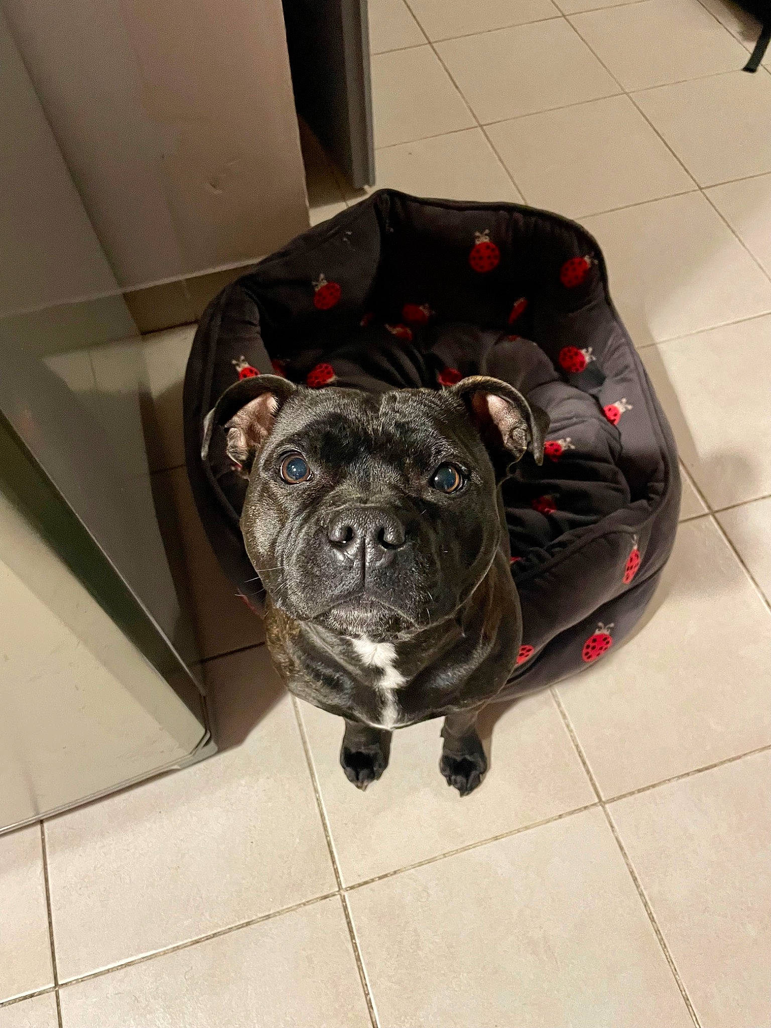 Snala participe au concours pour gagner de l'argent avec cette photo : auto_part, automotive_tire, canidae, carnivore, companion_dog, dog, dog_breed, flooring, fur, guard_dog, metal, non_sporting_group, rim, sculpture, snout, sporting_group, tail, terrestrial_animal, whiskers, working_animal