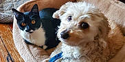 Boo Boo Kitty is registered to the contest to win money with this photo: dog, cat, pet_bed, wooden_floor, curious, white_dog, black_and_white_cat, cozy, indoor, fur, animal, cute, companion, resting, looking_at_camera, domestic, friendship, curled_up, relaxed, pets
