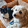 dog, cat, pet_bed, wooden_floor, curious, white_dog, black_and_white_cat, cozy, indoor, fur, animal, cute, companion, resting, looking_at_camera, domestic, friendship, curled_up, relaxed, pets