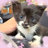 Boo Boo Kitty joined the competition — help win amazing prizes! kitten, black_and_white, cat, cute, small, whiskers, paw, feline, pet, animal, indoor, hand, soft, young, adorable, fur, eyes, pink_border, sparkles, heart_shapes