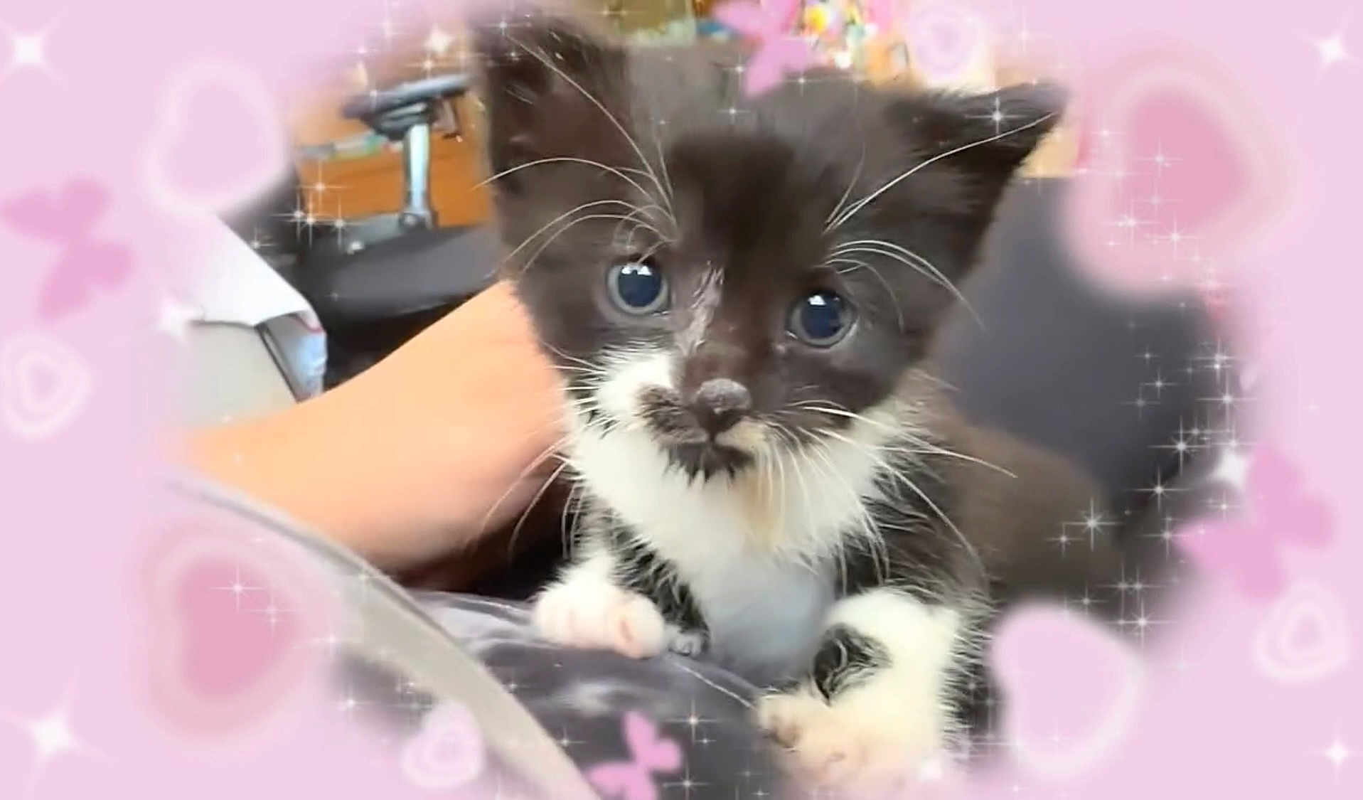 Boo Boo Kitty