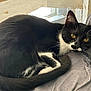 Boo Boo Kitty is registered to the contest to win money with this photo: cat, black_and_white, feline, yellow_eyes, curled_up, resting, indoor, window, curtain, fabric, gray, cozy, pet, whiskers, tail, fur, close_up, relaxed, animal, domestic