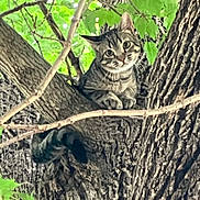 Mugsy is registered to the contest to win money with this photo: animal, branch, cat, climbing, closeup, curious, eyes, face, fur, green, leaves, mammal, nature, outdoor, pet, tabby, tree, whiskers, wildlife, wood