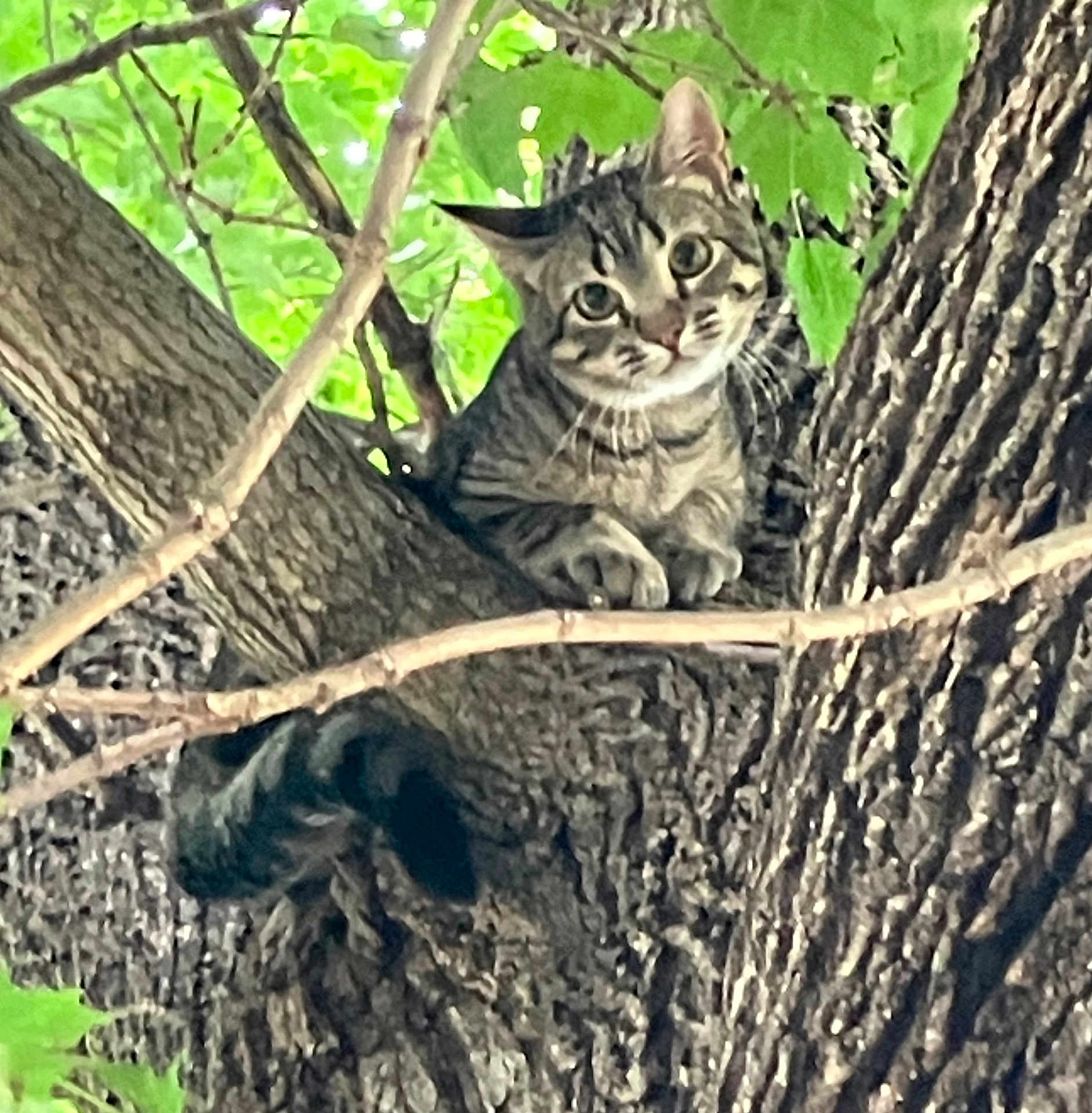 Mugsy