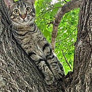 Mugsy is registered to the contest to win money with this photo: alert, animal, branch, cat, closeup, curious, daylight, fur, green_leaves, mammal, nature, outdoor, paws, pet, portrait, tabby_cat, texture, tree, whiskers, wildlife