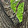 Mugsy