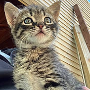 Mugsy is registered to the contest to win money with this photo: kitten, cat, tabby, fur, animal, pet, outdoor, building, window, wood, curious, closeup, young, cute, whiskers, ears, muzzle, striped, portrait, looking_up