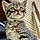 Mugsy