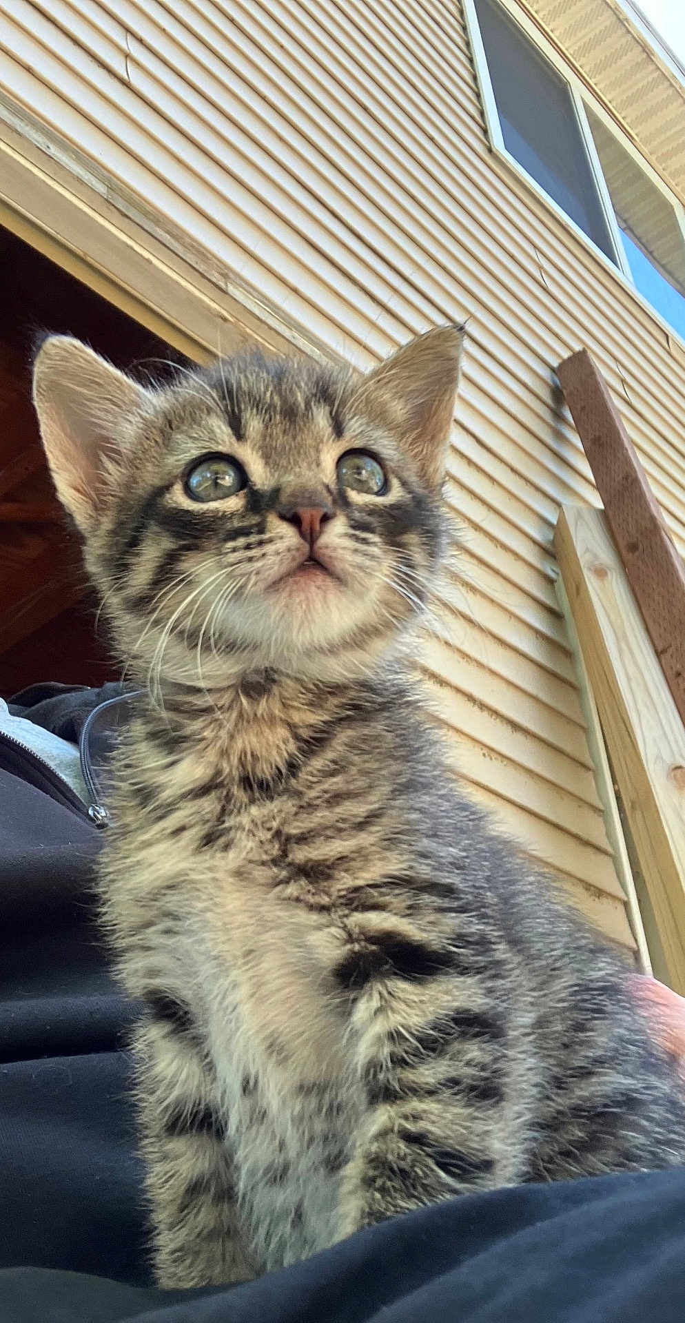 Mugsy
