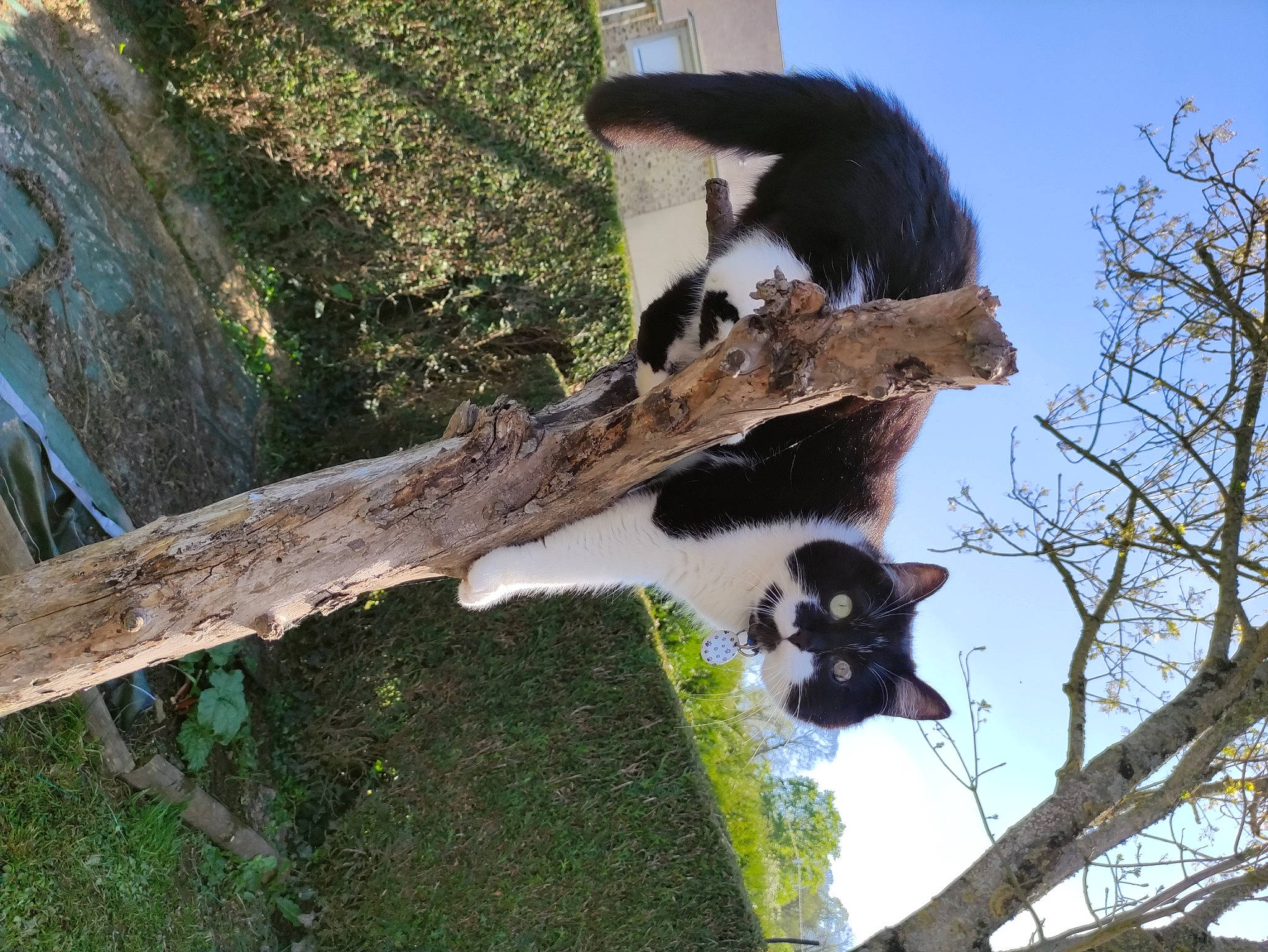 Rio participe au concours pour gagner de l'argent avec cette photo : canidae, carnivore, cloud, felidae, fur, grass, panda, plant, red_panda, sky, small_to_medium_sized_cats, snout, sporting_group, tail, terrestrial_animal, tree, trunk, twig, wildlife, wood