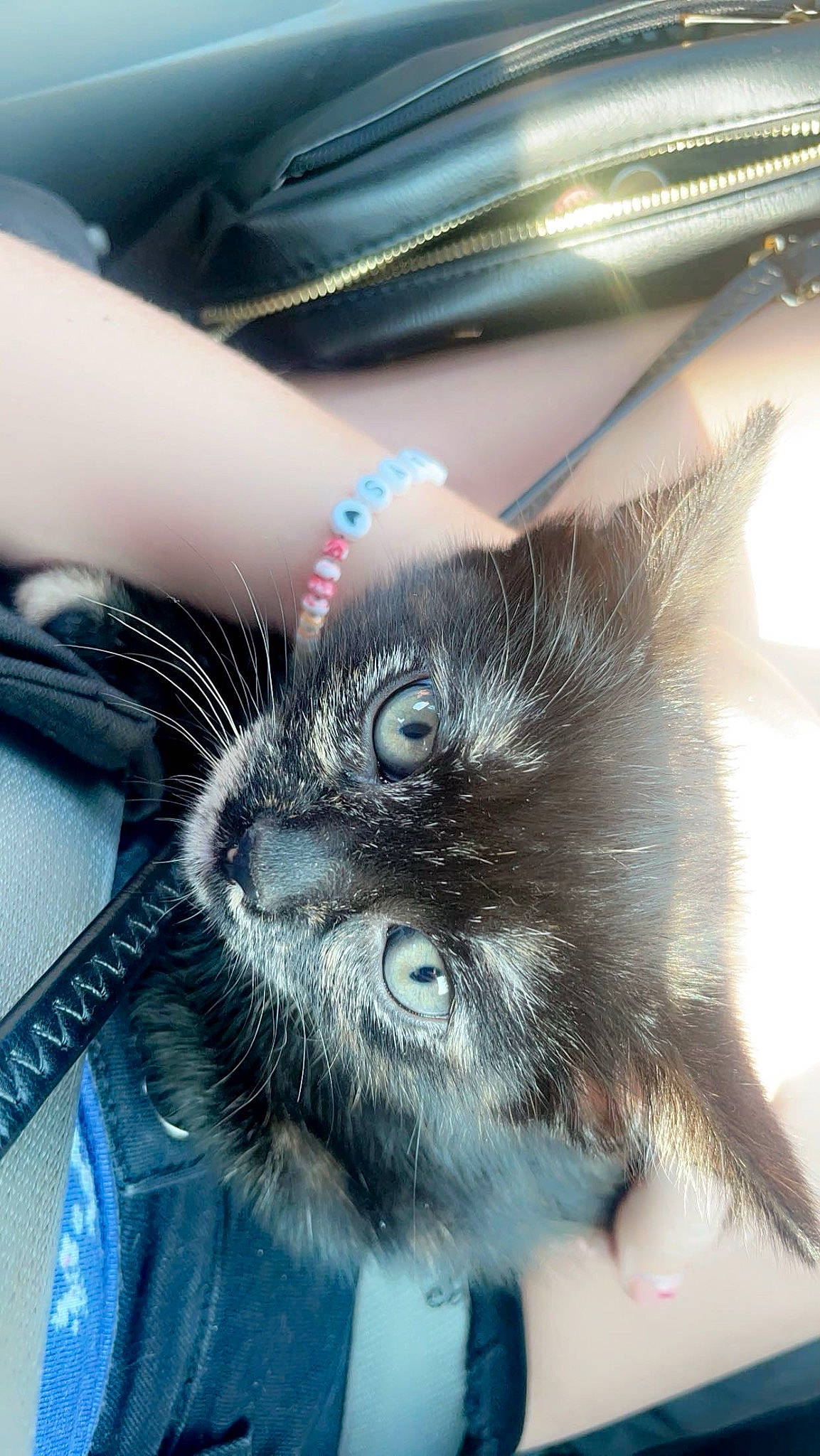 Freya joined the competition — help win amazing prizes! black_cat, carnivore, cat, claw, domestic_short_haired_cat, electric_blue, eye, eyelash, feather, felidae, fur, paw, small_to_medium_sized_cats, snout, tail, whiskers