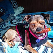 La Bébé joined the competition — help win amazing prizes! dog, small_dog, pet, blanket, indoor, chewing, treat, clothing, collar, sunlight, resting, animal, cute, relaxed, muzzle, ears, paw, furniture, human, bedroom