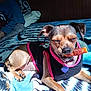 dog, small_dog, pet, blanket, indoor, chewing, treat, clothing, collar, sunlight, resting, animal, cute, relaxed, muzzle, ears, paw, furniture, human, bedroom