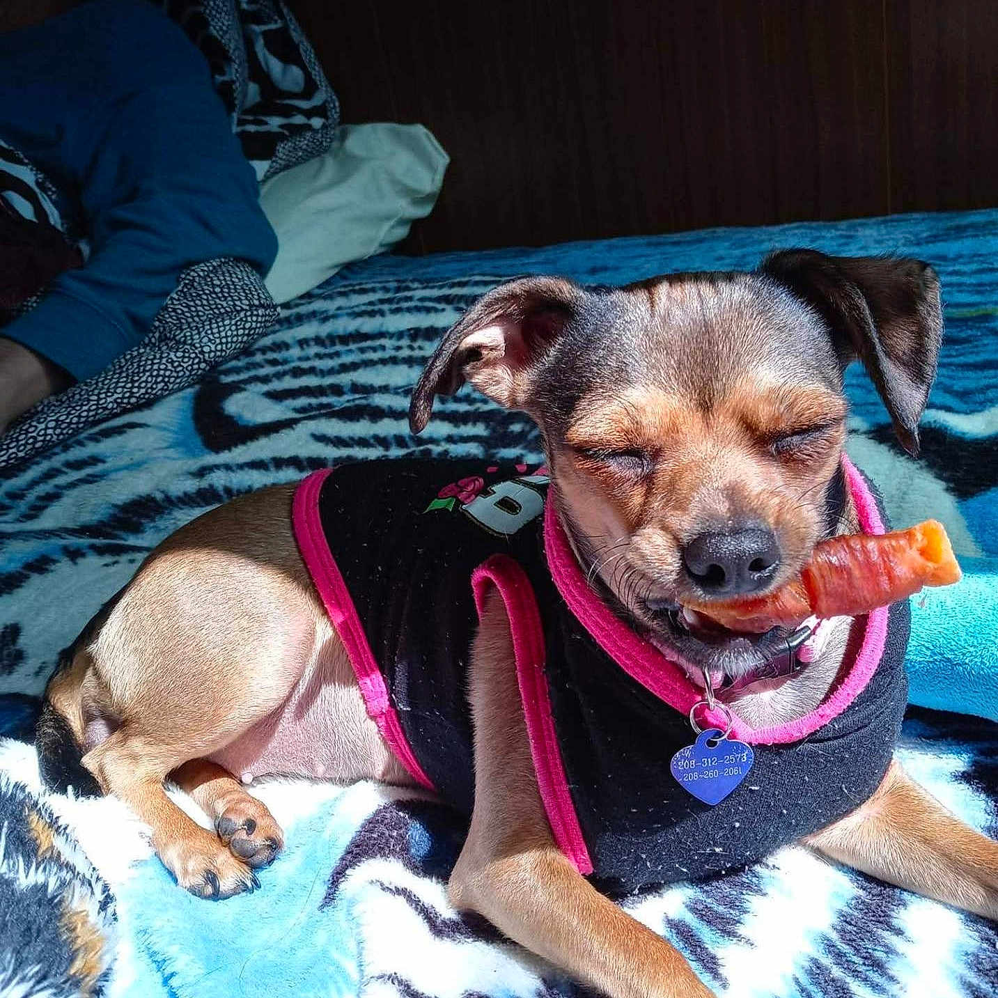La Bébé joined the competition — help win amazing prizes! animal, bedroom, blanket, chewing, clothing, collar, cute, dog, ears, furniture, human, indoor, muzzle, paw, pet, relaxed, resting, small_dog, sunlight, treat