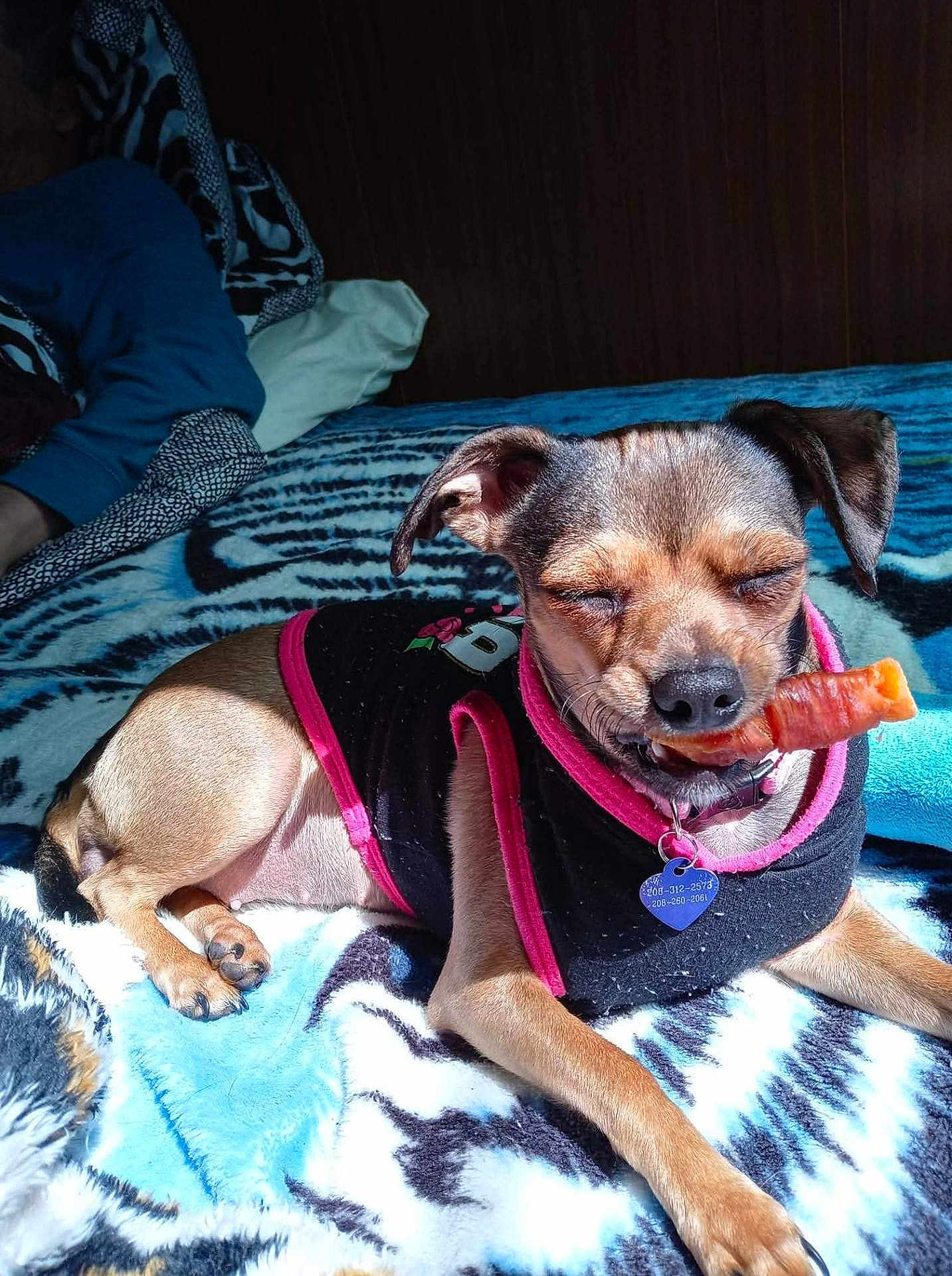 La Bébé joined the competition — help win amazing prizes! dog, small_dog, pet, blanket, indoor, chewing, treat, clothing, collar, sunlight, resting, animal, cute, relaxed, muzzle, ears, paw, furniture, human, bedroom