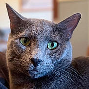 Yoda joined the competition — help win amazing prizes! cat, close_up, gray_cat, green_eyes, whiskers, fur, pet, animal, indoor, portrait, face, ears, muzzle, feline, curious, domestic_cat, soft_light, focus, cute, alert
